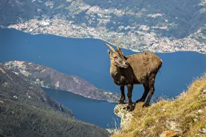 Ibex at Legnone Mountain, in the backgroud Como lake, Lombardy, Italy Ibex at Legnone Mountain, in the backgroud Como lake, Lombardy, Italy