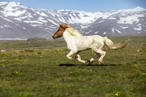 Equine Collection: Iceland, Akureyri, a multi-coloured Icelandic horse gallops in a meadow in North Iceland
