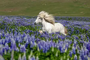 Prints of Iceland, Akureyri, white Icelandic horse runs through a field of lupins Iceland Prints: Icelandic Horse Runs Through Lupins Print, Akureyri