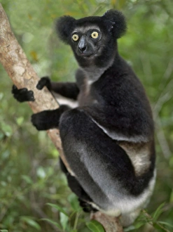 An imature indri (Indri indri) in eastern Madagascar An imature indri (Indri indri) in eastern Madagascar