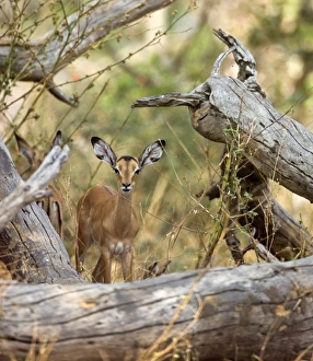 An impala antelope remains alert Katavi National Park An impala antelope remains alert Katavi National Park