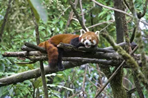 Images Dated 13th January 2009: India, West Bengal, Darjeeling, Red panda