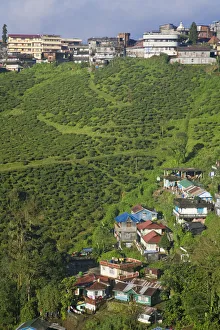 India, West Bengal, Kurseong, Tea Estate and city India, West Bengal, Kurseong, Tea Estate and city