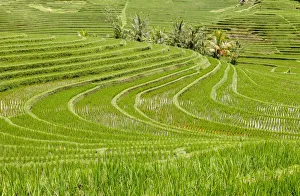 Indonesia, Bali, Antosari; Rice Terraces Indonesia, Bali, Antosari; Rice Terraces