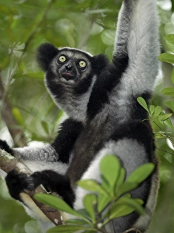 An indri (Indri indri) in eastern Madagascar An indri (Indri indri) in eastern Madagascar