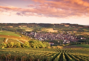 Vine Yard Gallery: Irancy, Chablis