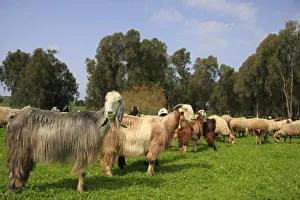 Israel, Sharon region, goats and sheep in Park Hasharon Israel, Sharon region, goats and sheep in Park Hasharon