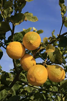 Israel, Shephelah region. Lemon grove by route 353 Israel, Shephelah region. Lemon grove by route 353