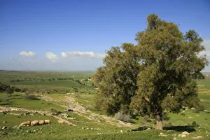 Israel, Shephelah from Tel Zafit, identified as Gath, one of the ancient Canaanite Israel, Shephelah from Tel Zafit, identified as Gath, one of the ancient Canaanite