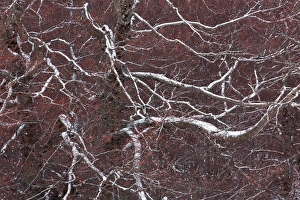 Italy, Abruzzo, snow covered branches on the red background made by autumn leaves Italy, Abruzzo, snow covered branches on the red background made by autumn leaves