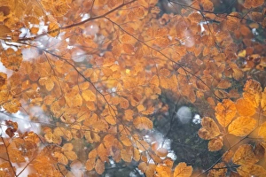 Italy, Friuli Venezia Giulia, beech leafs in autumn Italy, Friuli Venezia Giulia, beech leafs in autumn