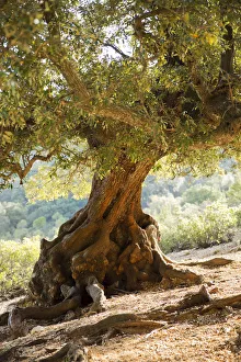 Italy, Sardinia, Cala Goloritze, Olive Tree Italy, Sardinia, Cala Goloritze, Olive Tree