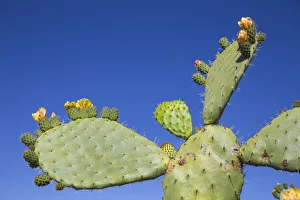 Italy, Sardinia, Sassari Province, Palau, Cacti Italy, Sardinia, Sassari Province, Palau, Cacti