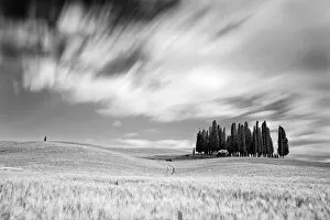 Images Dated 17th December 2012: Italy, Tuscany, Siena district, Orcia Valley, Cypress on the hill near San Quirico