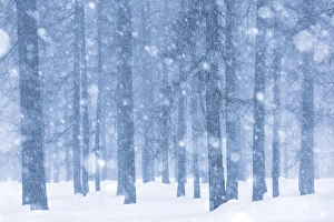 Italy, Veneto, Magic atmosphere on larch trees under an heavy snowfall Italy, Veneto, Magic atmosphere on larch trees under an heavy snowfall