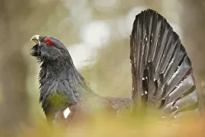 Images Dated 28th May 2014: Italy, Veneto, Portrait of a Capercaillie (Wood Grouse)