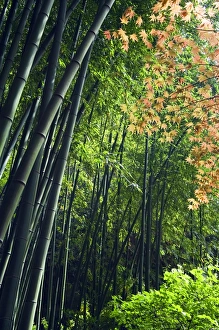 Japan Kanagawa prefecture Kamakura bamboo forest and Japan Kanagawa prefecture Kamakura bamboo forest and