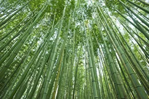 Japan, Kyoto, Arashiyama, The Bamboo Forest Japan, Kyoto, Arashiyama, The Bamboo Forest