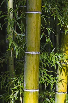 Japan, Kyoto, Arashiyama, Tenryuji Temple, Bamboo Grove Japan, Kyoto, Arashiyama, Tenryuji Temple, Bamboo Grove