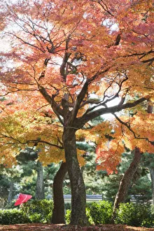 Japan, Kyoto, Kennin-ji Zen Temple, Autumn Leaves in the Temple Grounds Japan, Kyoto, Kennin-ji Zen Temple, Autumn Leaves in the Temple Grounds