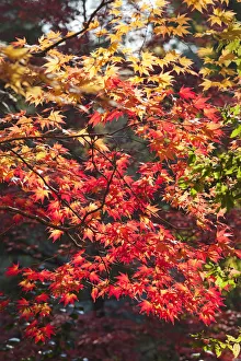 Japan, Kyoto, Kitano Temmangu Shrine, Autumn Leaves in the Maple Garden Japan, Kyoto, Kitano Temmangu Shrine, Autumn Leaves in the Maple Garden