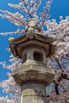 Images Dated 18th June 2014: Japanese Granite Lantern with blooming cherry tree behind, Kyoto, Japan