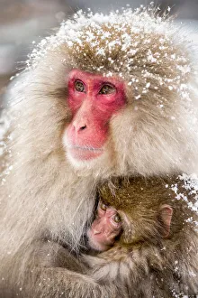 Japanese macaques at the Jigokudani Snow Monkey Park, Yamanouchi, Nagano prefecture Japanese macaques at the Jigokudani Snow Monkey Park, Yamanouchi, Nagano prefecture
