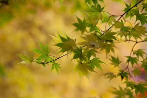 Japanese Maple (Acer) tree in autumn, England, UK Japanese Maple (Acer) tree in autumn, England, UK
