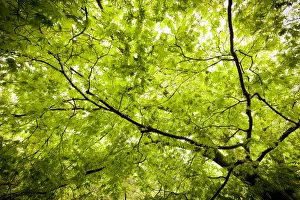Japanese Maple (Acer) tree in Springtime, England, UK Japanese Maple (Acer) tree in Springtime, England, UK