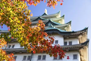 Japanese maple trees with autumn colours at Nagoya Castle, Nagoya, Japan Japanese maple trees with autumn colours at Nagoya Castle, Nagoya, Japan