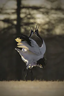 Two Japanese red crested cranes dancing in the sunrise light, Tsurui crane center