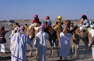 Jockeys and camels line up at the start of a race at Jockeys and camels line up at the start of a race at
