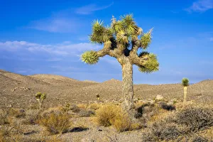 Joshua tree growing in desert of Death Valley National Park, Eastern California