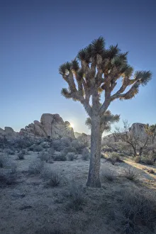 Joshua Tree, Joshua Tree National Park, California, USA Joshua Tree, Joshua Tree National Park, California, USA