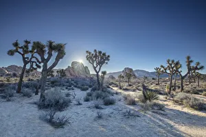 Joshua Trees, Joshua Tree National Park, California, USA Joshua Trees, Joshua Tree National Park, California, USA