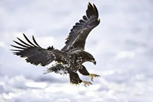 Juvenile White-tailed Eagle (Haliaeetus albicilla) in flight over sea ice, Nemuro Strait Juvenile White-tailed Eagle (Haliaeetus albicilla) in flight over sea ice, Nemuro Strait