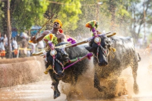 Kambala, traditional buffalo racing, Kerala, India Kambala, traditional buffalo racing, Kerala, India