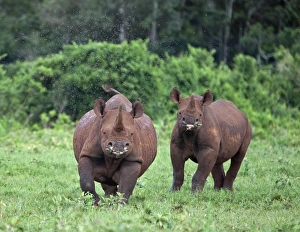 Kenya, A female black rhino with her well grown calf at her side prepares to charge in the Aberdare National Kenya, A female black rhino with her well grown calf at her side prepares to charge in the Aberdare National