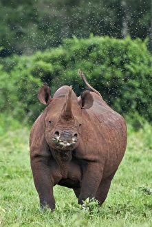 Kenya, A female black rhino surrounded by a swarm of flies in the Aberdare National Park Kenya, A female black rhino surrounded by a swarm of flies in the Aberdare National Park