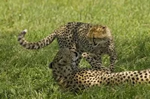 Images Dated 10th April 2010: Kenya, Masai Mara. A female cheetah plays with her cub