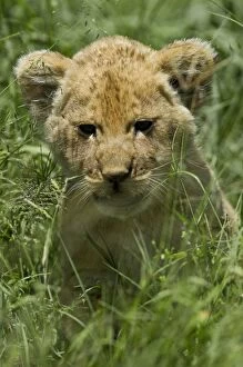 Images Dated 10th April 2010: Kenya, Masai Mara. A lion cub in the grass of the savannah