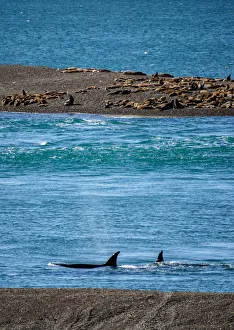 Killer Whales (Orcinus orca) in Caleta Valdes, Valdes Peninsula, UNESCO World Heritage Killer Whales (Orcinus orca) in Caleta Valdes, Valdes Peninsula, UNESCO World Heritage