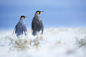 Images Dated 25th October 2006: King penguins standing in a sand storm, Volunteer Point, East Falkland, Falkland Islands