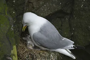 A kittiwakes with chicks on a cliff in Mykines. Faroe Islands A kittiwakes with chicks on a cliff in Mykines. Faroe Islands