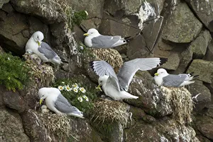 Several kittiwakes with chicks on a cliff in Mykines. Faroe Islands Several kittiwakes with chicks on a cliff in Mykines. Faroe Islands