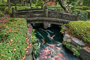 Koi Pond & Stone Bridge, Tokyo, Japan. Art Prints, Posters