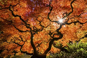 Kubota Japanese Garden in Autumn, Seattle, Washington, USA Kubota Japanese Garden in Autumn, Seattle, Washington, USA