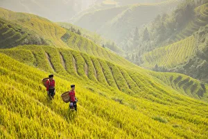 Ladies of the Yao minority in the field, the Dragon's Backbone, Longji Rice Terraces Ladies of the Yao minority in the field, the Dragon's Backbone, Longji Rice Terraces