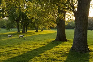 Lambs grazing in a sunlit field with trees in the Cotswolds, Gloucestershire, England Lambs grazing in a sunlit field with trees in the Cotswolds, Gloucestershire, England