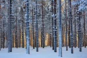 Related Images Collection: Lapland woods in winter at sunset, Kuusamo, Finland